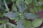 Carolina wild petunia